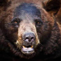 View the Bear Hunting Gallery