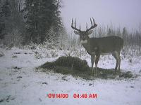 Jons great buck on trailcam