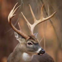 View the Deer Hunting Gallery