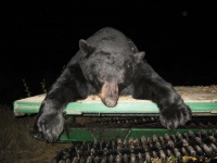 Huge Black Bear