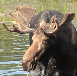 moose hunting saskatchewan